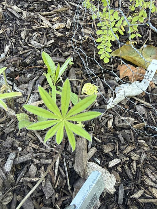 Sundial Lupine