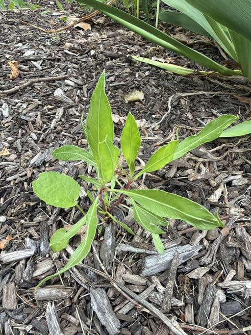 Missouri Evening Primrose