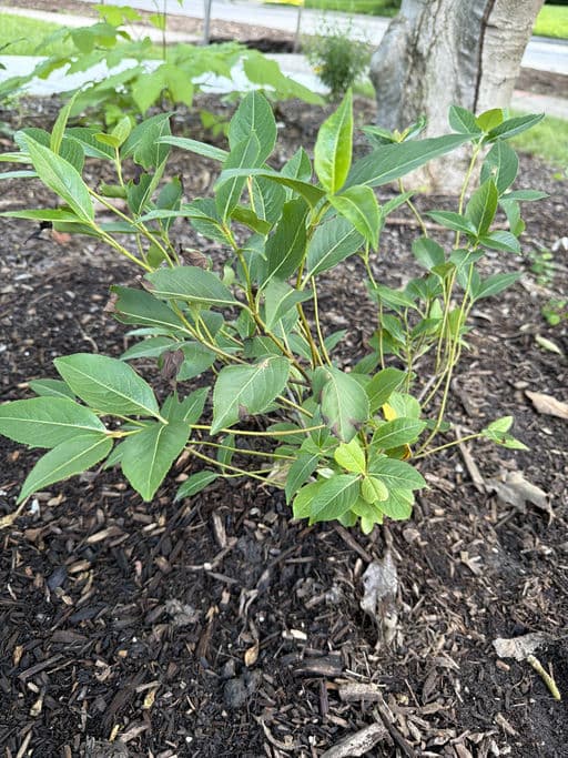 Witherod Viburnum