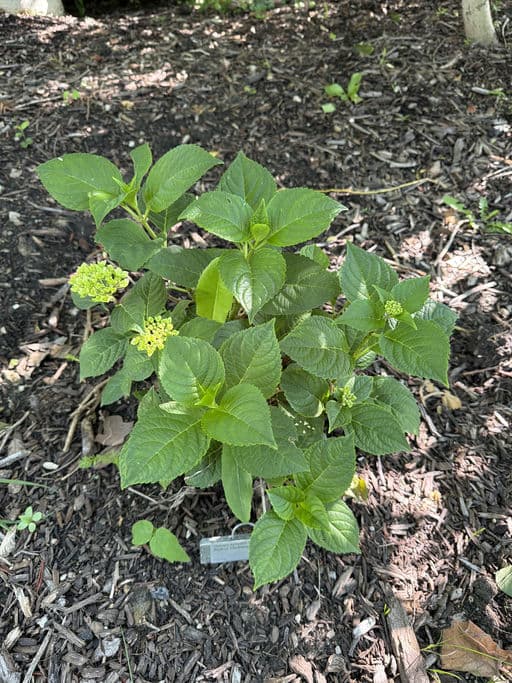 Hydrangea
