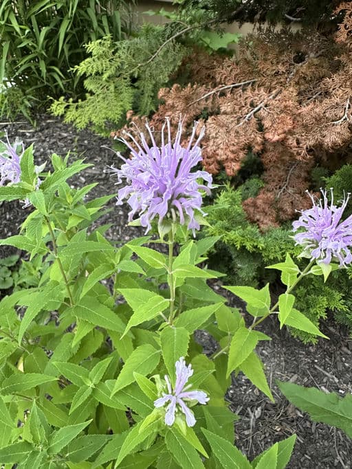 Wild Bergamot
