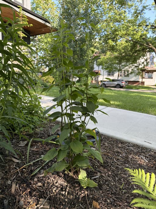 Zigzag Goldenrod