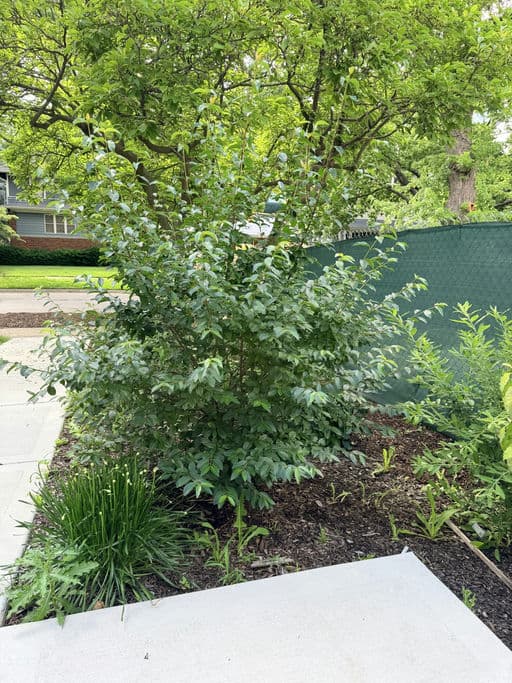 Blackhaw Viburnum