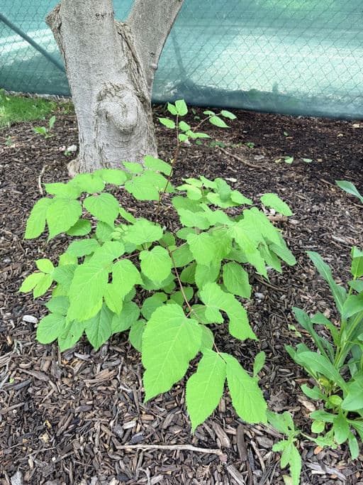 Spikenard