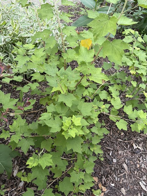 Wild Black Currant