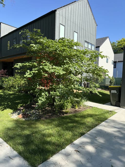 Eastern Redbud