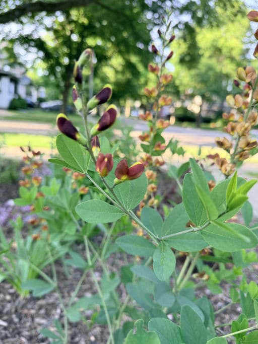 False Indigo
