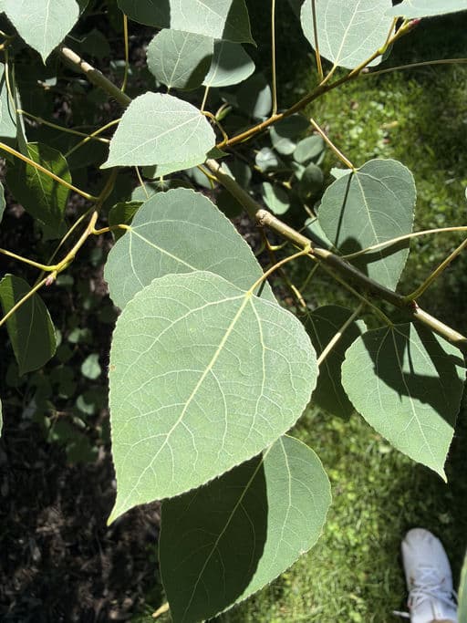 Quaking Aspen