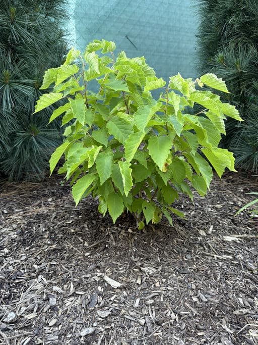 American Hazelnut