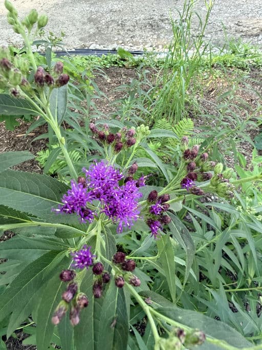 Missouri Ironweed