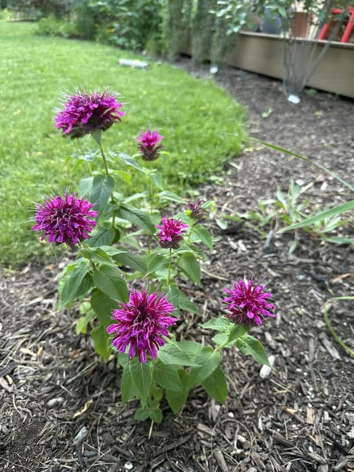 Bee Balm