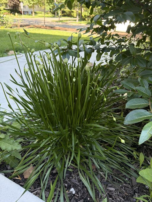 Ornamental Chive