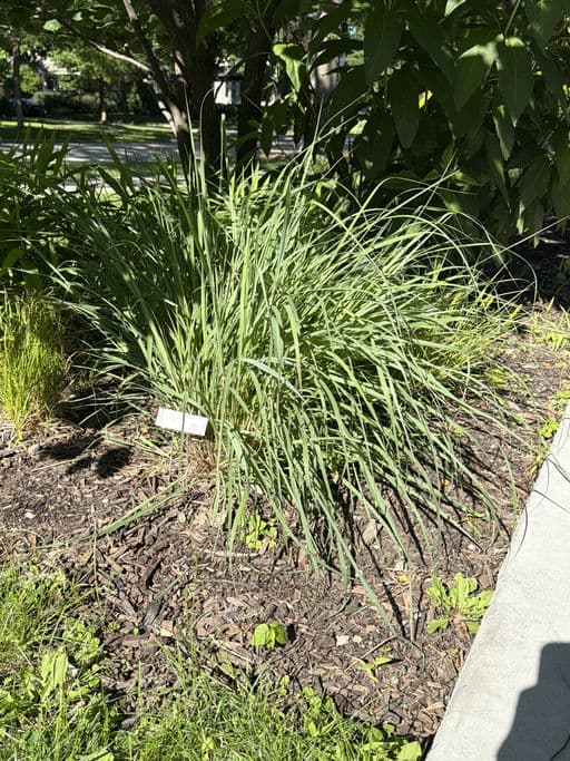 Big Bluestem
